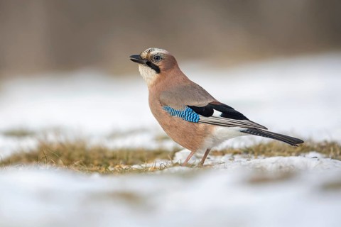 Eurasian Jay (Garrulus glandarius) perched on snowy ground, Poland
