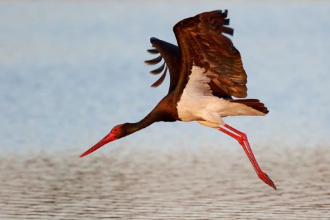 Black Stork (Ciconia nigra) flying, Lesvos, Greece