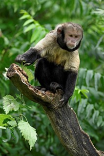 Golden-bellied capuchin (Cebus xanthosternos), monkey, captive, Switzerland