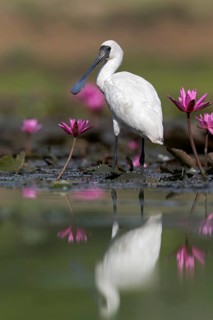 Royal Spoonbill (Platalea regia) in a wetland area in Papua New Guinea