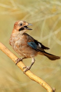 Eurasian Jay (Garrulus glandarius) juvenile calling, Castile-La Mancha, Spain