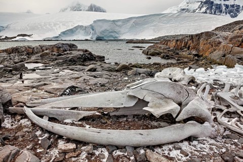 A whale skeleton lies on a rocky shore in an icy, barren landscape with snow-covered mountains in