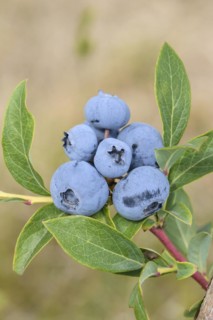 Blueberry (Vaccinium corymbosum 'Blueray'), Bundessorteamt, Marquardt testing centre, Marquardt,