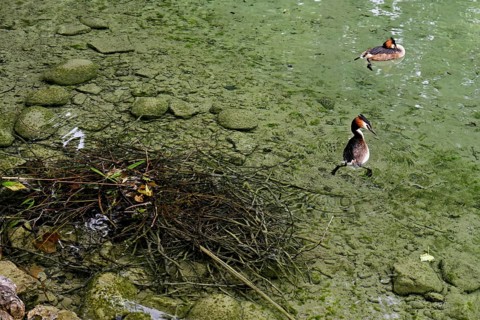 Great Crested Grebe (Podiceps scalloped ribbonfish), pair swimming in front of the nest, Lake Zug,
