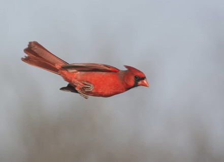 Northern Cardinal (Cardinalis cardinalis) male flying, Texas, USA