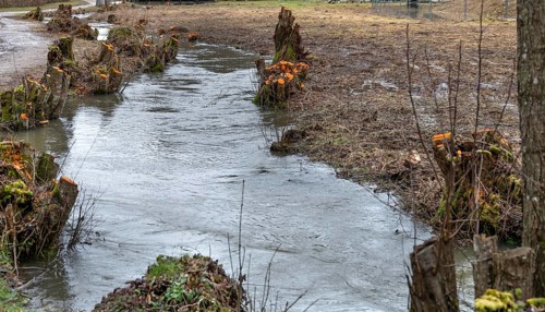 Black alder (Alnus glutinosa) on the Trubach river was cut and pruned, Egloffstein, Upper