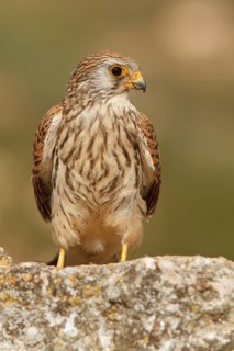 Lesser Kestrel (Falco naumanni), female resting, Castile-La Mancha, Spain
