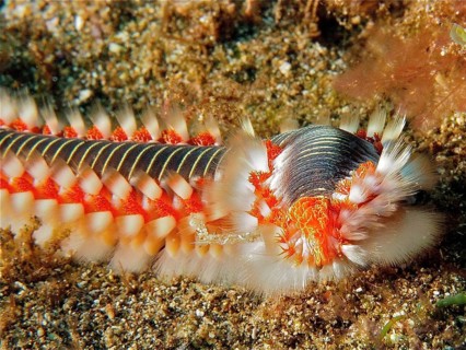 Bearded fireworm (Hermodice carunculata)