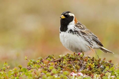 Lapland Longspur (Calcarius lapponicus) perched on the tundra in Nome, Alaska