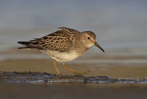 Pectoral Sandpiper (Calidris melanotos), Ohio, USA