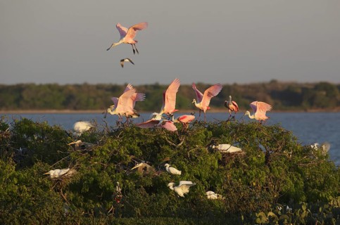 Roseate Spoonbill (Platalea ajaja) flock, Texas, USA