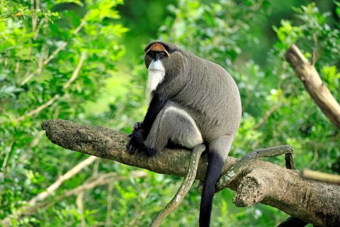 Brazzamere cat (Cercopithecus neglectus), adult, sitting, on tree, alert, Central Africa