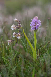 Marsh helleborine (Epipactis palustris) and Southern marsh orchid (Dactylorhiza praetermissa),