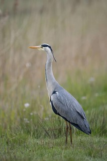 Graureiher (Ardea cinerea), Grey Heron, Altvogel, morgens, April, Insel Texel, Nordsee,