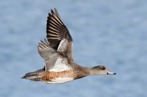 American Wigeon (Mareca americana) female flying, British Columbia, Canada