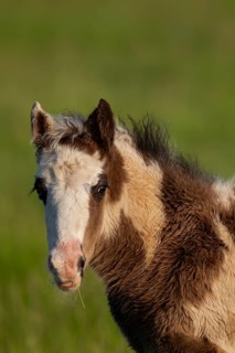Horse or pony (Equus caballus) juvenile baby foal in a grass field, England, United Kingdom