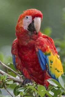Scarlet Macaw (Ara macao), Costa Rica