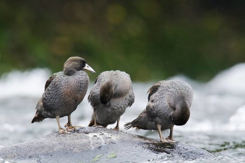 Juveniles