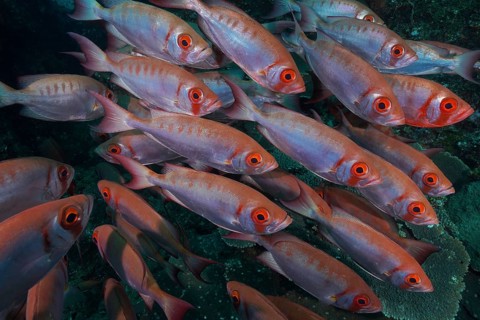 Reef bigeye perch (Priacanthus hamrur)