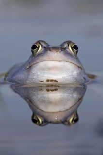 Moor Frog (Rana arvalis) male in spawning pond, Saxony-Anhalt, Germany