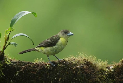 Lemon-rumped Tanager (Ramphocelus icteronotus) female perched on the ground, Pichincha, Ecuador