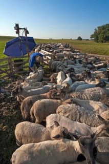 Sheep are shorn in a pen in the pasture, Mecklenburg-Western Pomerania, Germany