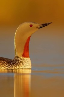 Red-throated Loon (Gavia stellata) in a pond near Nome, Alaska