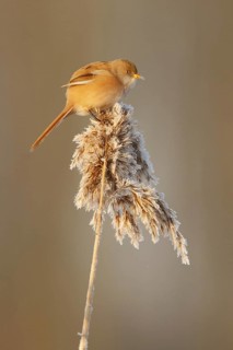 Bearded Reedling (Panurus biarmicus) female, Utrecht, Netherlands