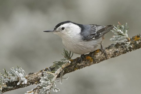 White-breasted Nuthatch (Sitta carolinensis), New Mexico, USA