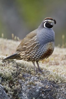 California Quail (Callipepla californica) male, British Columbia, Canada