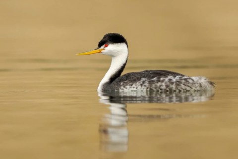 Clark's Grebe (Aechmophorus clarkii), California, USA