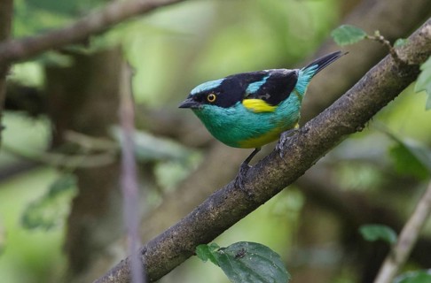 Yellow-tufted Dacnis (Dacnis egregia), Pichincha, Ecuador