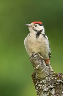 Great Spotted Woodpecker (Dendrocopos major) juvenile, Rhineland-Palatinate, Germany