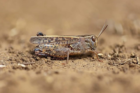 Calliptamus italicus, (Calliptamus italicus), short-footed grasshopper, macro, insect, insects,
