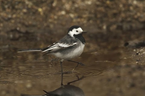 White Wagtail (Motacilla alba yarrellii), Rhineland-Palatinate, Germany