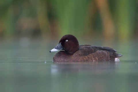 Hardhead (Aythya australis) male, Victoria, Australia
