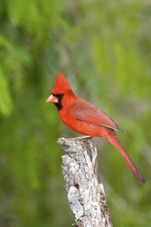 Northern Cardinal Cardinalis cardinalis Rio Grande City, Starr County, Texas, United States 26