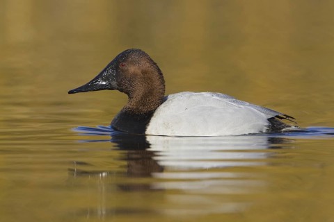 Canvasback (Aythya valisineria) male, British Columbia, Canada