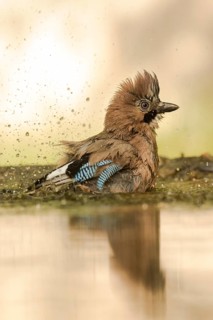 Eurasian Jay (Garrulus glandarius) bathing, Serbia