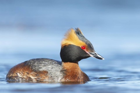 Horned Grebe (Podiceps auritus), Myvatn, Iceland