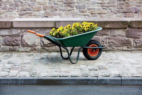 Flowers in a wheelbarrow, Bad Karlshafen, Weser Uplands, Hesse, Germany
