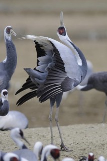 White-naped Crane (Antigone vipio) calling, Arasaki, Japan