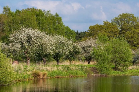 Blooming apple trees at Ahlhorn fish ponds, Ahlhorn, Lower Saxony, Germany