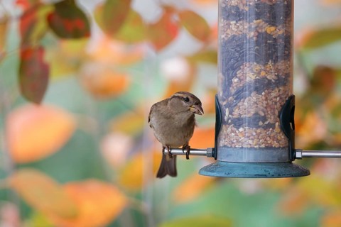 House sparrow (Passer domesticus) perched on a garden bird feeder filled with mixed seeds, eating