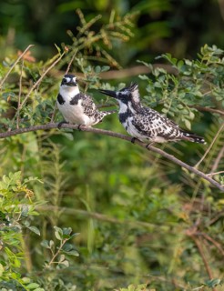 Grey Kingfisher (Ceryle rudis), couple sitting on a branch and looking out, Murchison Falls NP,