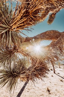 Sunset in Joshua Tree National Park