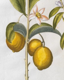 Lemons with blossom, hand-coloured copperplate engraving by Basilius Besler, from Hortus