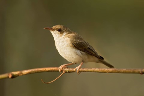 Brown-backed Honeyeater (Ramsayornis modestus), Queensland, Australia