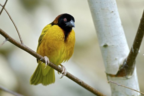 Textorweber / Dorfweber (Ploceus cucullatus), Village Weaver, Maennchen, Juli, Heimat: Afrika