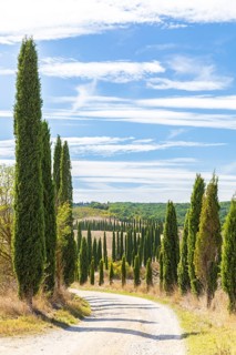 Avenue of cypress trees (Cupressus sempervirens) near Siena, Tuscany, Italy